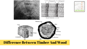 Difference Between Timber And Wood